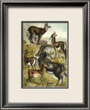 Antelope Posters by Henry J. Johnson