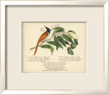 Fly Catcher Verse Print by Nathaniel Tweet