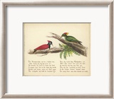 Woodpecker Verse Prints by Nathaniel Tweet