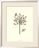 Papillons et fleurs I Affiche par Johann Theodore de Bry