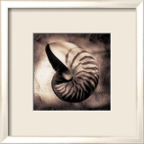 Nautilus Prints by Laurel Wade