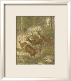 Small Roe Deer Lámina por Friedrich Specht Small Roe Deer Lámina por Friedrich Specht