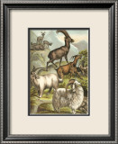 Goats Prints by Henry J. Johnson