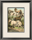 Horse Breeds II Posters by Henry J. Johnson