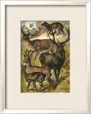 Deer Prints by Henry J. Johnson