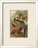 Weaver Birds Affiches