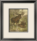 Small Moose Pósters por Friedrich Specht Small Moose Pósters por Friedrich Specht