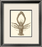 Sepia Lobster II Láminas