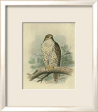 Iceland Falcon Poster by F.w. Frohawk