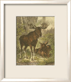 Small Moose Pósters por Friedrich Specht Small Moose Pósters por Friedrich Specht