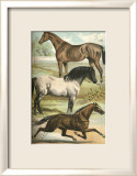 Horse Breeds I Art by Henry J. Johnson