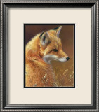 Curious: Red Fox Posters by Joni Johnson-godsy