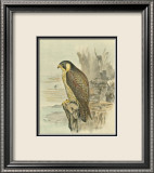 Peregrine Falcon Prints by F.w. Frohawk