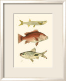 Antique Fish II Posters av Ernest Briggs Antique Fish II Posters av Ernest Briggs