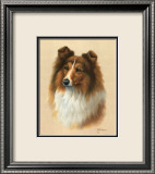 Sheltie Affiches par Judy Gibson