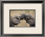 Elephant Hug Lámina giclée enmarcada por Andy Biggs Elephant Hug Lámina giclée enmarcada por Andy Biggs