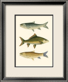 Antique Fish I Plakat av Ernest Briggs Antique Fish I Plakat av Ernest Briggs