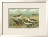 Shore Gathering III Prints by Franz Eugen Kohler