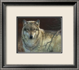 Uninterrupted Stare: Gray Wolf Affiches par Joni Johnson-godsy