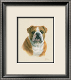 Bouledogue anglais Poster par Judy Gibson