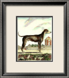 Great Dane Poster av Georges-Louis Buffon Great Dane Poster av Georges-Louis Buffon