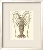 Sepia Lobster I Lámina