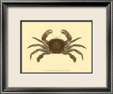 Antique Crab II Láminas por James Sowerby