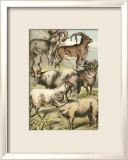 Sheep Print by Henry J. Johnson