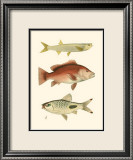 Antique Fish II Posters av Ernest Briggs Antique Fish II Posters av Ernest Briggs