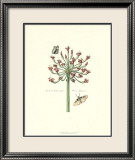 Papillons et fleurs I Poster par Johann Theodore de Bry
