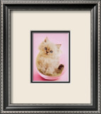 Chaton dans un bocal, « Purrfect Fit » Posters par Rachael Hale