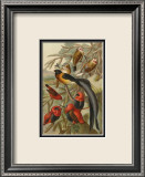 Weaver Birds Affiches