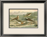 Shore Gathering I Posters by Franz Eugen Kohler