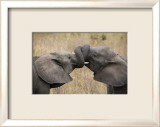 Elephant Hug Lámina giclée enmarcada por Andy Biggs Elephant Hug Lámina giclée enmarcada por Andy Biggs