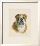 Bouledogue anglais Affiche par Judy Gibson
