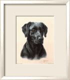 Labrador Poster par Judy Gibson