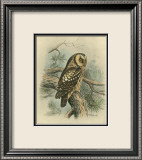 Tengmalm's Owl Posters by F.w. Frohawk