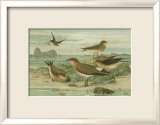 Shore Gathering V Prints by Franz Eugen Kohler