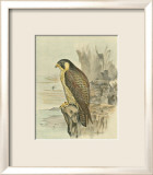 Peregrine Falcon Prints by F.w. Frohawk