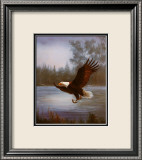 Fischender Adler Kunstdrucke von M. Caroselli