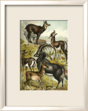 Antelope Poster by Henry J. Johnson