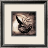 Nautilus Prints by Laurel Wade