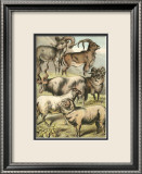 Sheep Poster by Henry J. Johnson