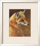 Curious: Red Fox Poster by Joni Johnson-godsy