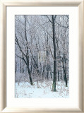 Woodland Snow I Plakater av Adam Brock