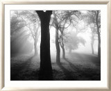Baume im Nebel I Prints by Tom Weber
