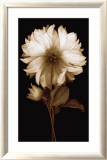 Dahlia II Prints by Caroline Kelly