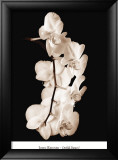 Danse d'orchidées I Posters par John Rehner