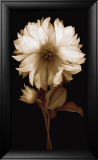 Dahlia II Posters by Caroline Kelly