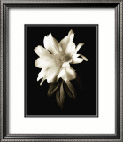 Portrait in White I Plakater af John Rehner Portrait in White I Plakater af John Rehner